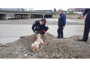 Trabzon'da derede mahsur kalan köpeğin imdadına itfaiye eri yetişti