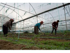 Mevsimlik tarım işçileri sosyal mesafeyi koruyarak üretmeye devam ediyor