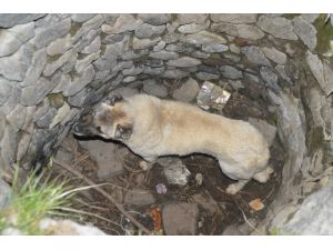 Kuyudan çıkarılan gebe köpek düştüğü bir başka kuyudan da kurtarıldı