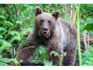 Uludağ'da tuzağa yakalanan ayı ekiplerce kurtarıldı