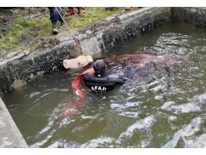 Sulama havuzuna düşen ineği AFAD ve itfaiye ekipleri kurtardı