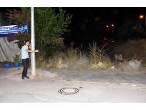 Bodrum'da bir hayvansever şehre inen yaban domuzunu ekmekle besledi