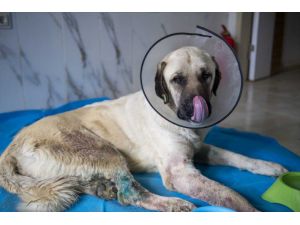 Mersin'de iki bacağı kırık halde bulunan köpek tedaviye alındı
