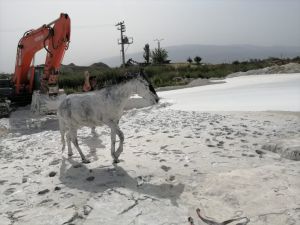 Aydın'da mermer çamuruna saplanan atları itfaiye kurtardı