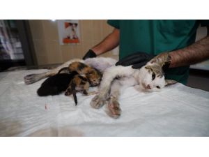 Adıyaman'da yavruları ölen kedi öksüz yavruları besliyor