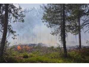 GÜNCELLEME - Uşak'taki orman yangını kontrol altına alındı
