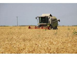 Adana'da buğday hasadı başladı