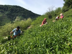 Hopa'da çay hasadı imece usulüyle yapılıyor