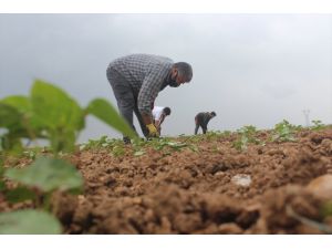Şanlıurfa'da tarım işçileri bayramı tarlada çalışarak geçiriyor