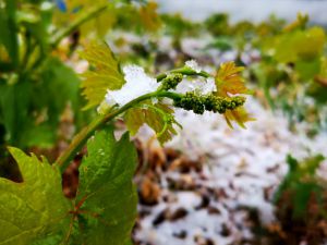 Erzincan'da üzüm bağları kar altında kaldı