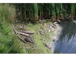 Göynük'te baraj gölündeki toplu balık ölümlerine ilişkin inceleme