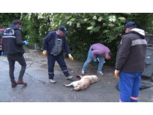 Kütahya'da sokak köpeği silahla vuruldu