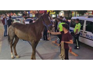 Kahramanmaraş'ta trafiği tehlikeye sokan atı polis yakaladı