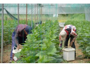 Güney Marmara seralarında salatalık hasadı "sosyal mesafeli" yapılıyor