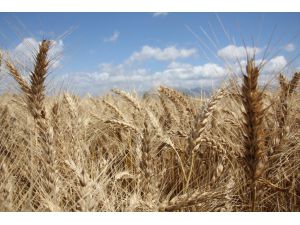 Antalya'da sezonun ilk buğday hasadına başlandı
