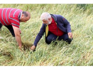 Edirne'de bazı köylerde ekili alanı "dolu" vurdu