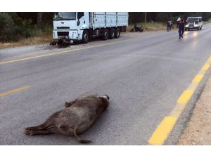 Muğla'da motosiklet domuza çarptı: 2 yaralı