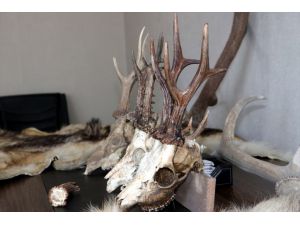 Evinde yaban hayvanlarının postları bulunan kişiye 84 bin 518 lira ceza uygulandı