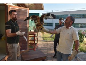 Şırnak'ta yaralı bulunan iki baykuş ve bir şahin tedaviye alındı