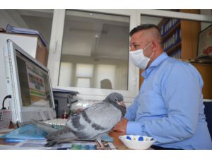 Kayseri'de yuvasından düşen yavru güvercine belediye personeli sahip çıktı