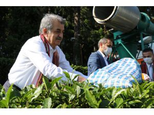 AK Parti Genel Başkan Yardımcısı Yazıcı çay fabrikasını ziyaret etti: