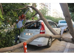 Adana'da park halindeki otomobilin üzerine ağaç devrildi