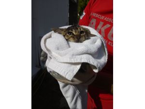 Muğla'da otelin kanalizasyon borusuna sıkışan kedi yavrusu kurtarıldı