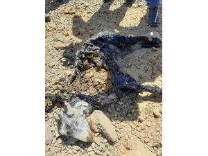 Alanya'da yol yapımı için dökülen zifte yapışan oğlak kurtarıldı