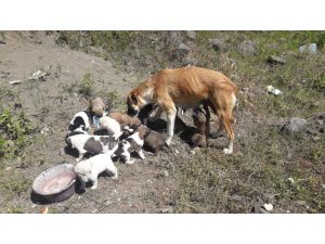 Toprağın altına yuva kazan köpek ve 14 yavrusuna hayvanseverler sahip çıktı