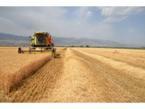 Kahramanmaraş'ta buğday hasadı başladı