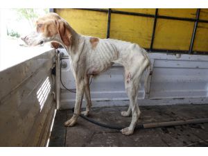 Kırklareli'nde ormanlık alanda telef olmuş 12 sokak köpeği  bulundu