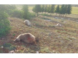Burdur'da yıldırım isabet eden 13 koyun telef oldu
