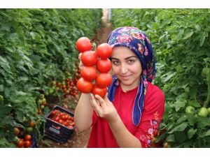 Mersin'de Kovid-19 sürecinde özel izinle ekilen domatesler hasat ediliyor