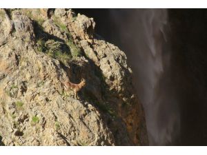 Munzur Dağları'nda çengel boynuzlu dağ keçileri görüntülendi