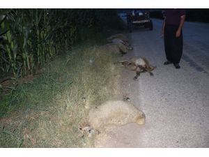 Adana'da otomobilin çarptığı sürüdeki koyunlardan 11'i telef oldu
