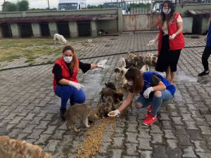 Iğdır'da gönüllü gençler normalleşme sürecinde de sokak hayvanlarını unutmuyor