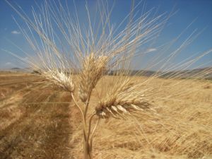 Gaziantep'te makarnalık buğdayın hasadı başladı