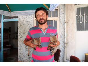 Amasya'da yol kenarında bulunan iki kurt yavrusu koruma altına alındı