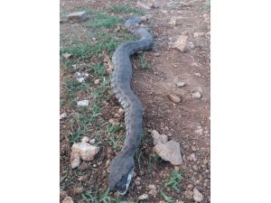 Mersin'de ağıla girmeye çalışan yaklaşık 3 metrelik yılan öldürüldü