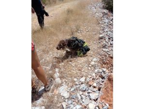 Bodrum'da itfaiye eri yaralı halde uçurumda mahsur kalan köpeği sırtında taşıdı