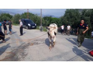 Adana'da sulama kanalına düşen inek itfaiye ekiplerince kurtarıldı