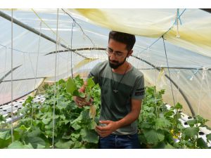 Üniversite öğrencisi Tunceli'de kurduğu topraksız serada sebze ve meyve üretti