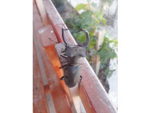 Adana'da nesli tükenmekte olan geyik böceği görüldü