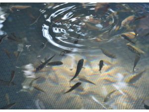 Çanakkale'de 10 bin çipura yavrusu denize bırakıldı