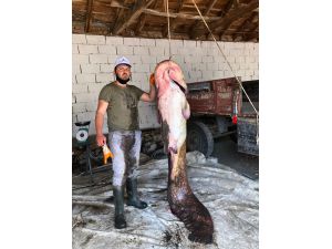 Edirne'de 109 kiloluk yayın balığı yakalandı