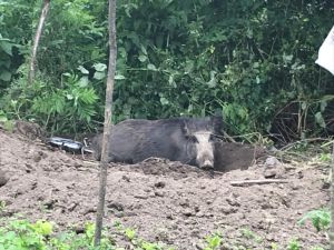Kırklareli'nde evin bahçesindeki çitin tellerine takılan domuz kurtarıldı