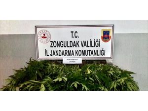 Zonguldak'ta uyuşturucu operasyonlarında 4 kişi gözaltına alındı