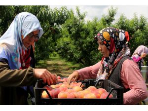 Bursa'da erkenci şeftali hasadı başladı