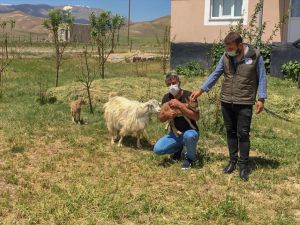 Van'da 2 yaban keçisi yavrusu koruma altına alındı
