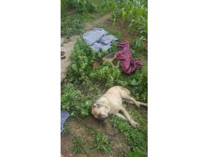Kastamonu'da köpeklerin zehirlenip arı kovanının çalındığı iddiası